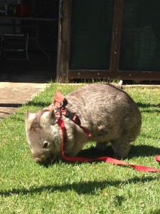 australian wombat