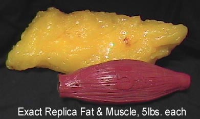 Does Muscle Weigh More Than Fat?