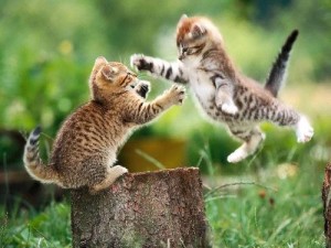 fighting-kittens